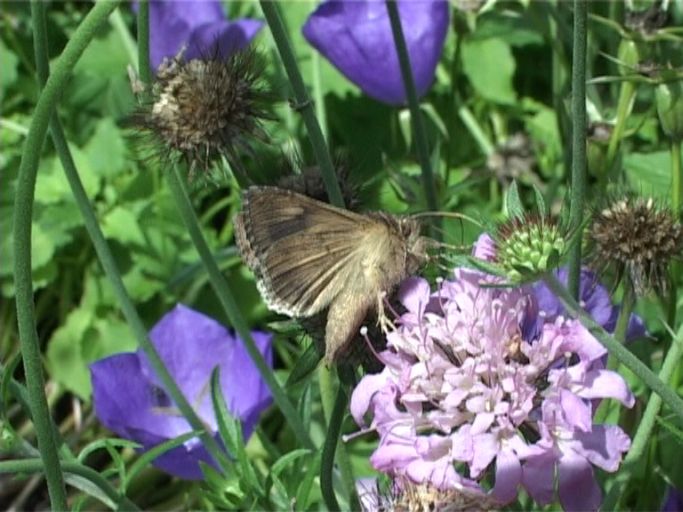 Gammaeule ( Autographa gamma ), auf Skabiose : Moers, in unserem Garten, 22.07.2009